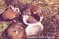 Sarcosphaera coronaria-amf2149